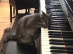 ピアノ大好きな猫